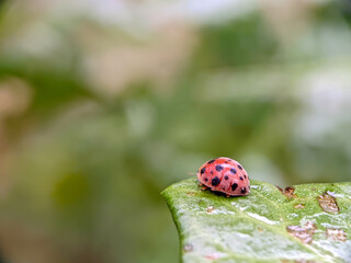Graceful Ladybug Posing on Leaf