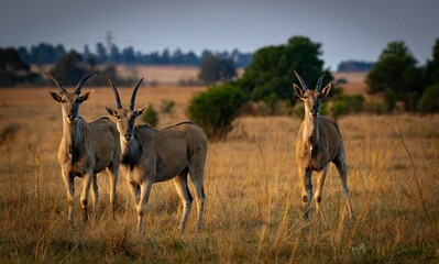 View of eland antelopes in field