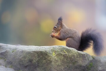 Closeup of a Red squirrel eating acorn in a forest