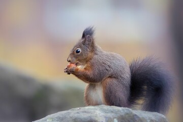 Closeup of a Red squirrel eating acorn in a forest