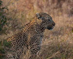 Closeup of leopard in field