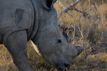 Rhino grazing in field