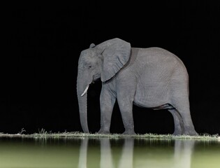 African elephant standing near water