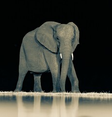 African elephant standing near water