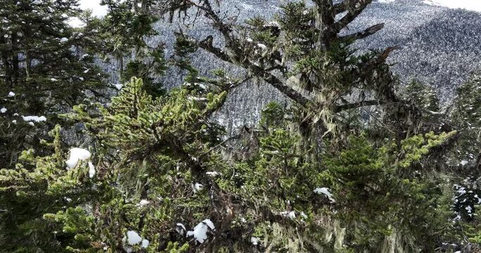 Beard lichen growing on a tree branch. Old man's beard lichen hanging on tree branches in the forest,Tibet,China