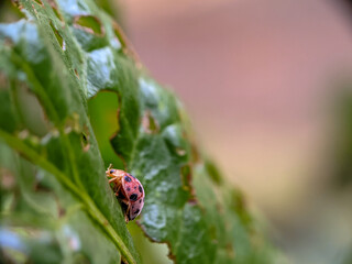 Graceful Ladybug Posing on Leaf