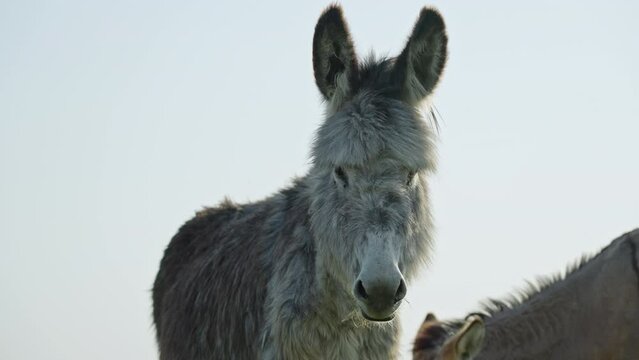 Close-up of a gray donkey looking at the camera in the countryside. A domestic donkey drives away insects flying around, flinching and moving its ears. Pets