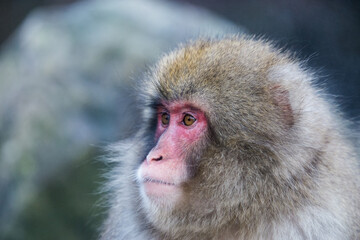 猿の何気ない表情が可愛い、サルの眼差し