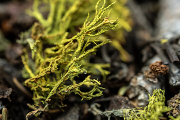 Bright Green Moss On Forest Floor