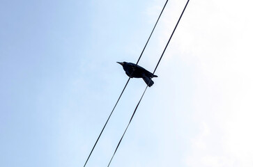 Bottom view of a crow sitting on a wire against the sky