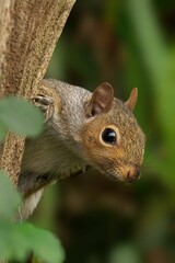 Eastern gray squirrel (Sciurus carolinensis) in the forest