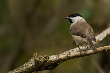 Selective focus shot of marsh tit (Poecile palustris) perched on a branch