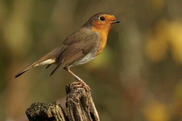 Selective focus shot of robin in the forest