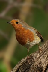 Selective focus shot of robin in the forest
