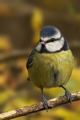 Eurasian blue tit (Cyanistes caeruleus) perched on a branch