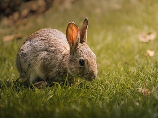 Closeup of rabbit on grassland