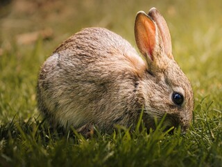 Closeup of rabbit on grassland
