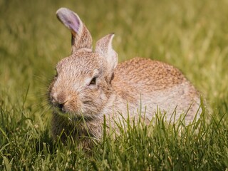 Closeup of rabbit on grassland