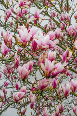 Wet Magnolia tree bloom with water drops after rain at Spring in garden