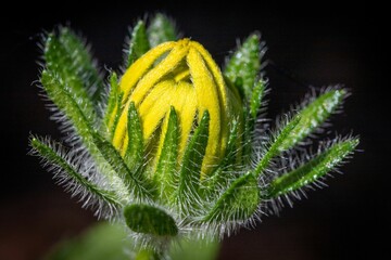 Closeup of a cocoon of a yellow flower against blurred background