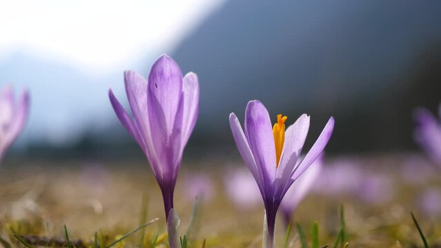 Macro timelapse of purple crocuses swaying in the wind in the mountain valley