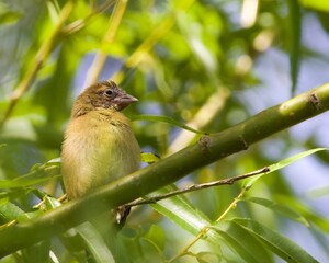 Closeup of an African canary finch (Crithagra) on a branch against blurred background