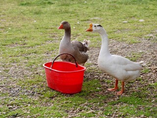 Close up of happy free range geese with red water bucket.