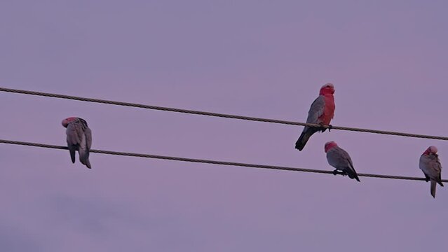 Summer sunset with galah birds grooming themselves on powerlines with pink and purple sky