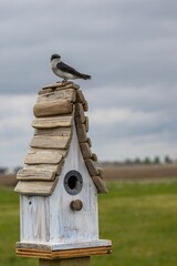 Vertical closeup of a Chilean swallow (Tachycineta leucopyga) on a nest against blurred sky