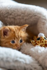 Vertical shot of a cute kitten covered with a fluffy blanket against blurred background