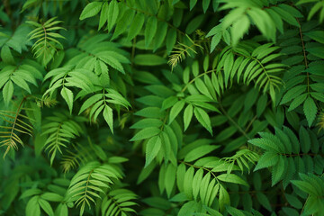 Sorbaria sorbifolia, the leaves of shrub. Green background, the plant in the nature with copy space. High quality photo