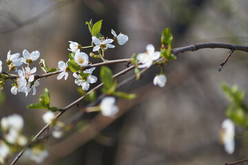 Cherry blossoms on a sunny spring day