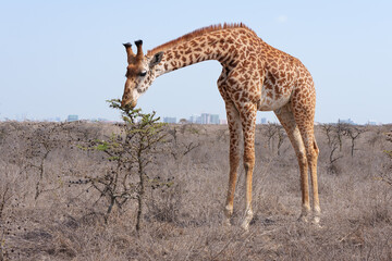 A Giraffe Eats Acacia Leaves at Nairobi National Park with Nairobi Skyline in the Background