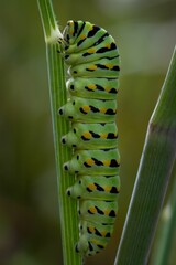 Vertical closeup ofa green Caterpillars on a stem against blurred background