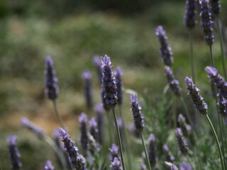 初夏の庭に香る紫のラベンダーの花