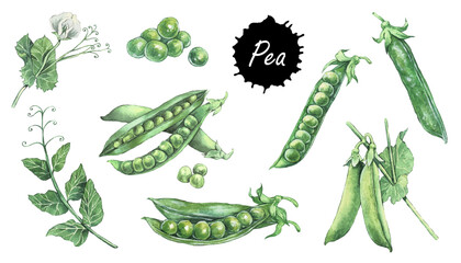 Green peas set. Hand drawing watercolor vector illustration. Peapods. Set of fresh organic product. Can be used for postcard, menus, books, stickers. 