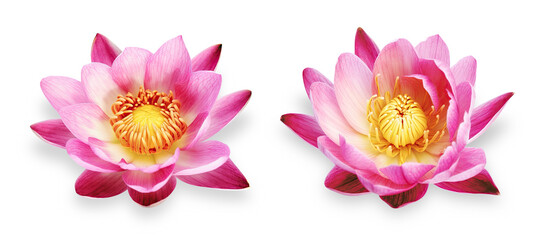 two vibrant pink lotus flowers isolated over a transparent background, tropical or zen / meditation design element, top view, generative AI - 593554036