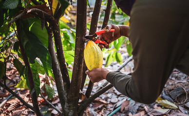 The hands of a cocoa farmer use pruning shears to cut the cocoa pods or fruit ripe yellow cacao from the cacao tree. Harvest the agricultural cocoa business produces.