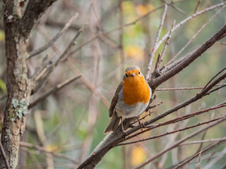 robin perched on a branch looking at the camera