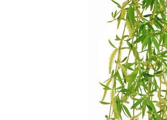Naklejka premium Spring twigs easter blossom pussy willow tree. Isolated. Spring. Fresh young foliage.