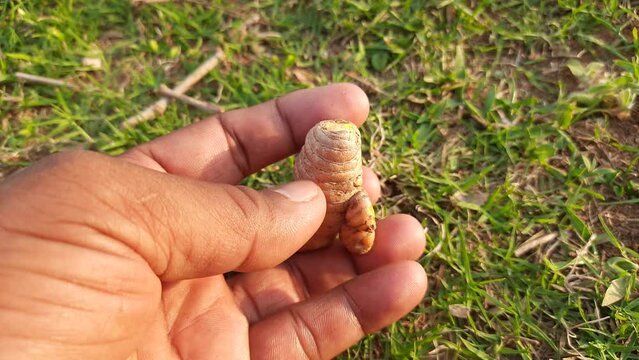 Raw and fresh Turmeric. Its rhizomes are used boiled in water and dried, after which they are ground into a deep orange yellow powder used as a&nbsp;coloring&nbsp;and flavoring in many&nbsp;Asian cuisines. 