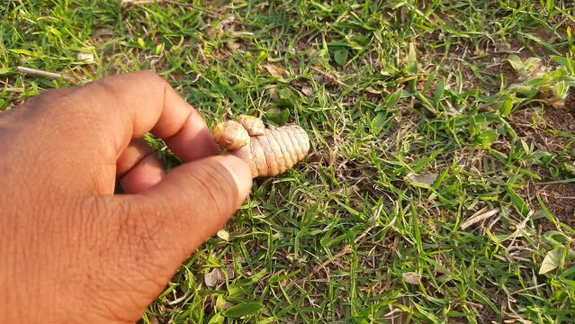 Raw and fresh Turmeric. Its rhizomes are used boiled in water and dried, after which they are ground into a deep orange yellow powder used as a&nbsp;coloring&nbsp;and flavoring in many&nbsp;Asian cuisines. 