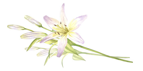 Lilies, buds. Hand drawn watercolor illustration of white flowers with greenery. Clipart for greeting cards, wedding invitations, notebooks