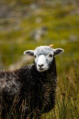 Closeup of sheep in field