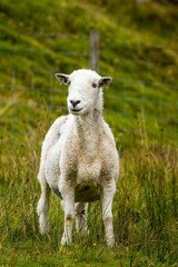 Vertical shot of a wild white sheep on the grass in the countryside in daylight