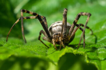 spider cross in the wild, the habitat of spiders ,selective focus, soft focus