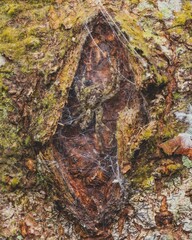 Vertical shot of a dark fishing spider camouflaged on a rocky surface