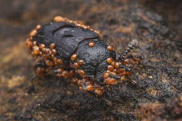 Macro shot of a black beetle covered in orange mites after an infestation