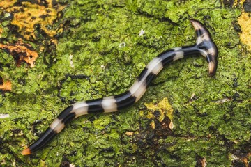 Macro shot of a hammerhead worm on a mossy rock surface - obrazy, fototapety, plakaty