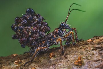 Macro shot of a black bullet ant carrying corpses and food on its back